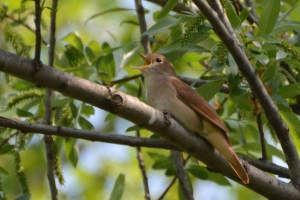 Co wiemy o nightingale?